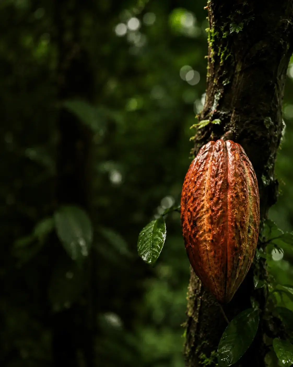 Fruto de cacau maduro pendurado no tronco, à sombra da mata do Sul da Bahia